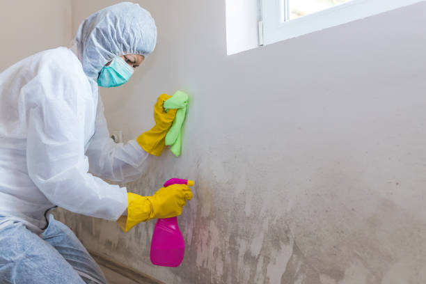 Best Emergency Mold Remediation  in Mastic Beach, NY