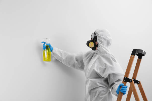 Best Black Mold Removal  in Mastic Beach, NY